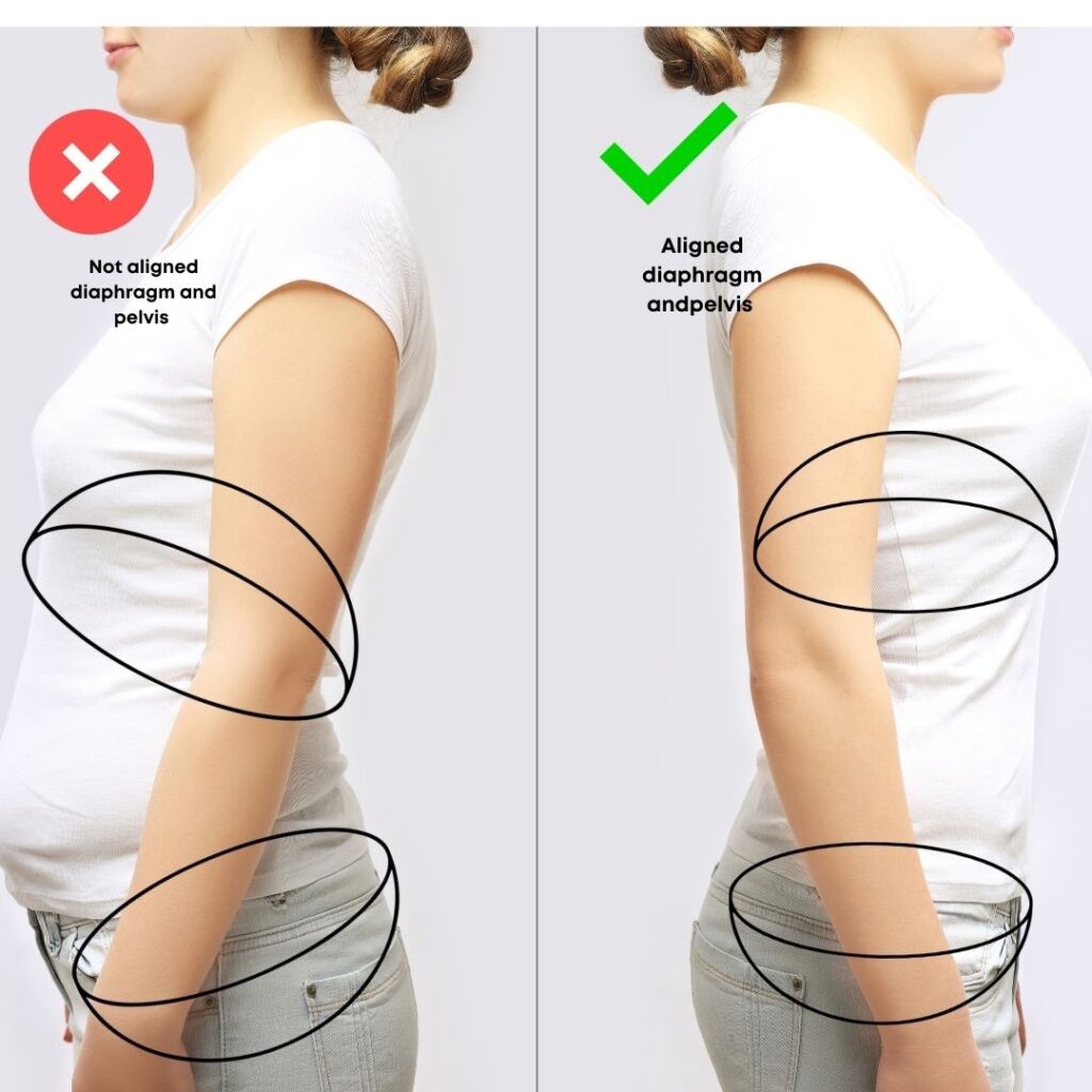 pelvic floor diagram 